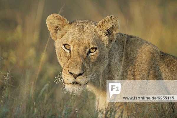 Lioness Panthera leo Kruger National Park South Africa Africa