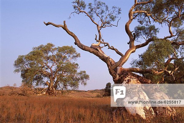 Red River Gum tree  Eucalyptus camaldulensis  Flinders Range  South Australia  Australia  Pacific