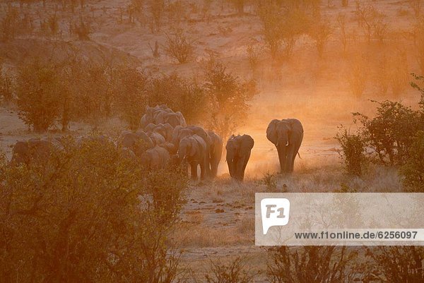 Elefant  Afrika  Zimbabwe