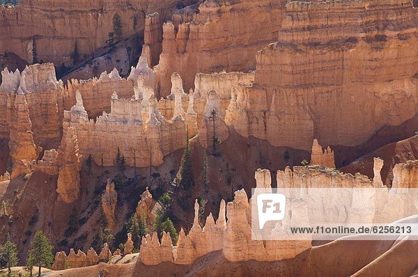 Backlit sandstone hoodoos in Bryce Amphitheater  Bryce Canyon National Park  Utah  United States of America  North America