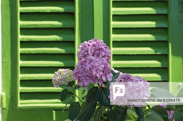Europa  Blume  grün  frontal  pink  Jalousie  Hortensie  Italien  Ligurien  Santa Margherita Ligure  Villa