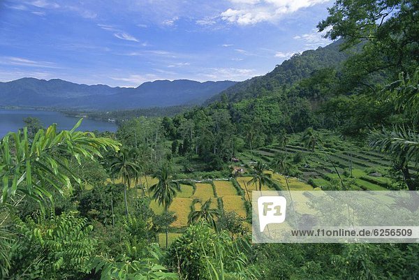 See Reis Reiskorn Veranda Südostasien Krater Asien Indonesien Sumatra