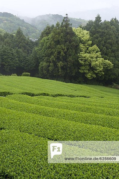 grün  Wachstum  Strauch  Reihe  Plantage  Japan  Shizuoka  Tee