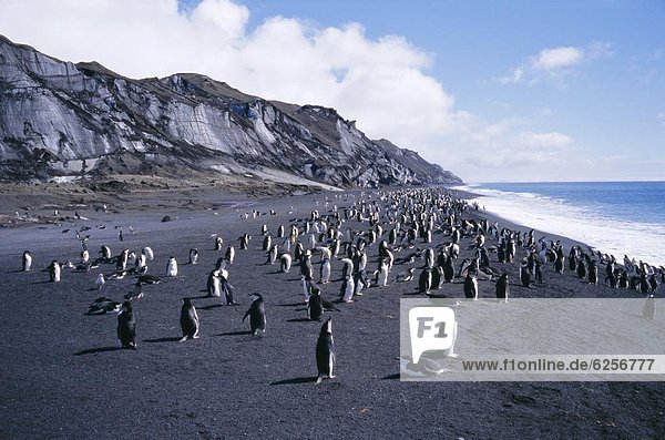 schwarz  Vulkan  Antarktis  Deception Island