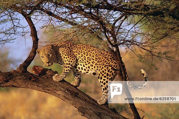 Raubkatze  Leopard  Panthera pardus  Baum  Namibia  Afrika