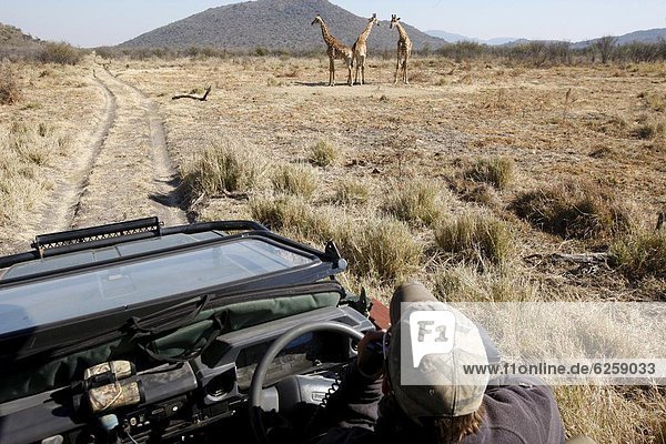 Safari vehicle and giraffes  Madikwe game reserve  Madikwe  South Africa  Africa