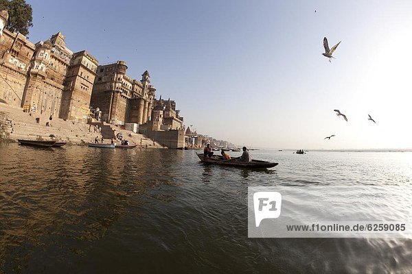 Gull flying over Ganga River in Varanasi  Uttar Pradesh  India  Asia