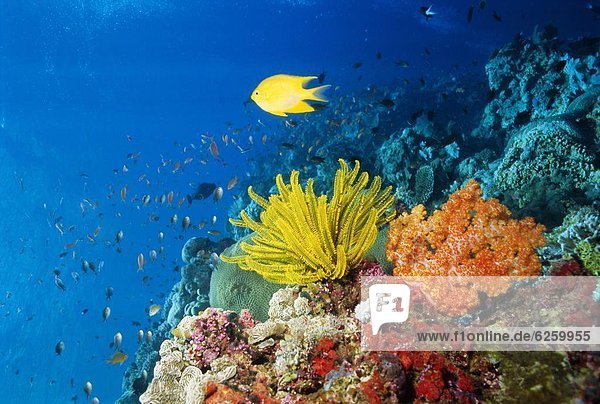 hängen  bunt  Garten  Koralle  Malaysia  Sabah