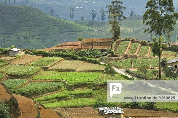 nahe Alternative Hügel Nutzpflanze wichtig Asien Sri Lanka Tee
