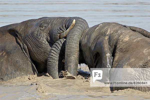 Südliches Afrika  Südafrika  Wasser  Elefant  2  Afrika  spielen
