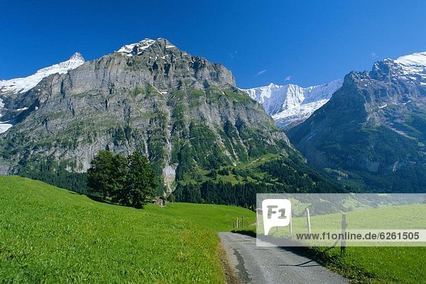 Europa  Weg  Feld  Ansicht  vorwärts  Schreckhorn  Westalpen  Berner Oberland  Grindelwald  Schweiz