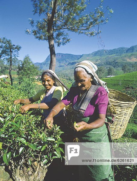 Asien  Sri Lanka  Teeplantage