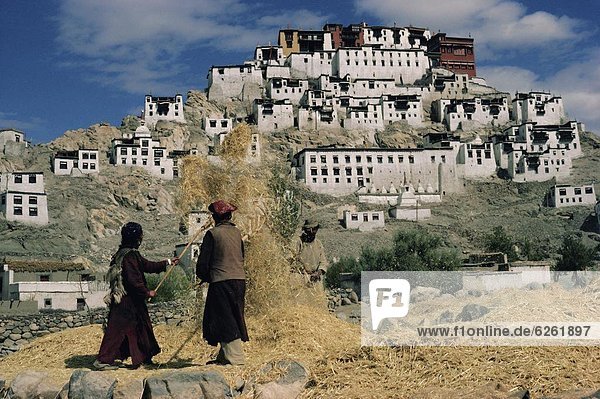 ernten  Asien  unterhalb  Indien  Ladakh  Kloster