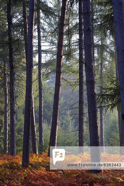Europa Großbritannien Wald Herbst Kiefer Pinus sylvestris Kiefern Föhren Pinie Hampshire neu