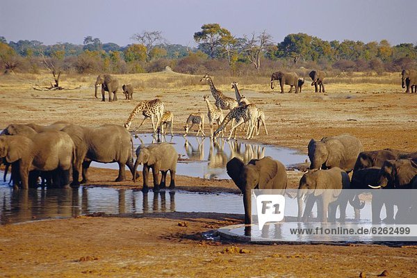 Giraffe and elephant at a water hole  Etosha National Park  Namibia
