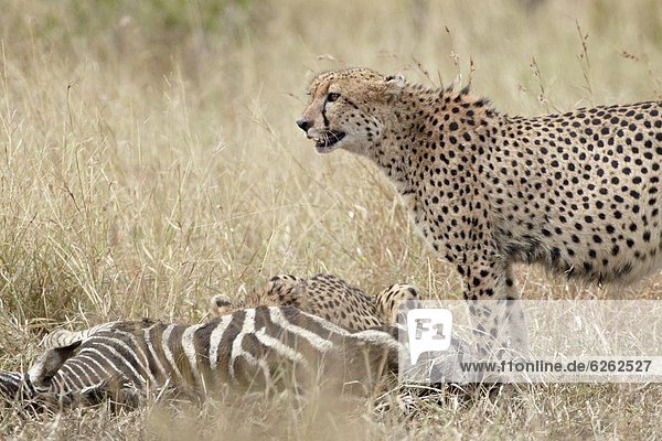 Südliches Afrika Südafrika Gepard Acinonyx jubatus töten 2 Kruger Nationalpark Afrika Zebra