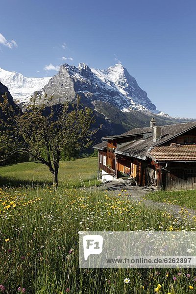 Europa  Westalpen  Berner Oberland  Schweiz