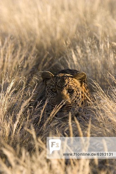 Windhuk  Windhoek  Hauptstadt  Leopard  Panthera pardus  Afrika
