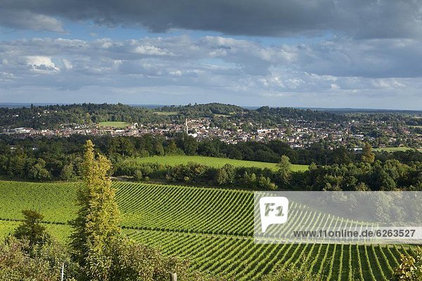 Europa  Großbritannien  Ansicht  Dorking  England  Surrey  surrey hills  Weinberg