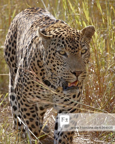 Südliches Afrika Südafrika Kruger Nationalpark Afrika