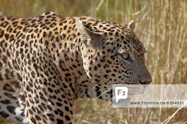 Südliches Afrika Südafrika Kruger Nationalpark Afrika