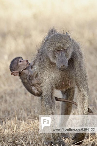 Südliches Afrika  Südafrika  hoch  oben  Säuglingsalter  Säugling  Kruger Nationalpark  Afrika  Pavian  klettern