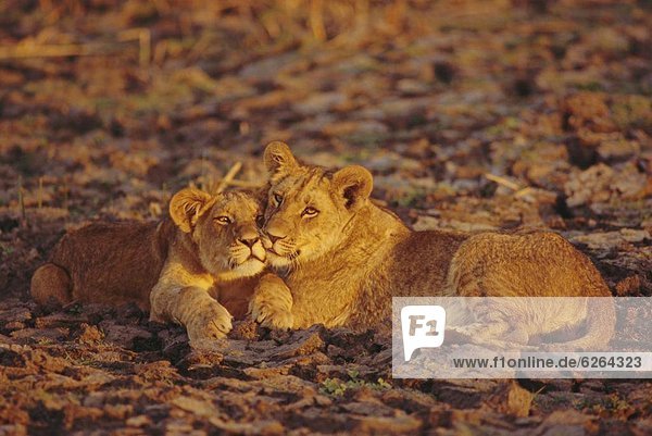 Lioness and cub  Okavango Delta  Botswana  Africa