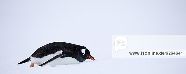 rutschen  Eselspinguin  Pygoscelis papua  Antarktis  Pinguin  Schnee