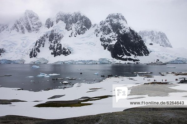 gehen Tourist Insel Antarktis Pinguin