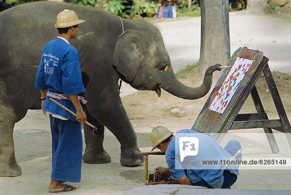 Elephant painting with his trunk  Mae Sa Elephant Camp  Chiang Mai  Thailand  Asia