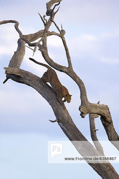 Südliches Afrika Südafrika Raubkatze Leopard Panthera pardus Baum Afrika Mpumalanga