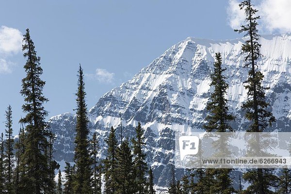 Baum  frontal  Nordamerika  Berg  Rocky Mountains  Jasper Nationalpark  UNESCO-Welterbe  British Columbia  Kanada