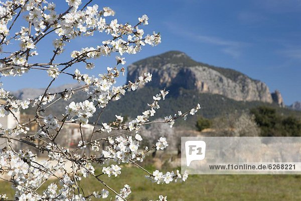 Europa  Baum  blühen  Mallorca  Mandel  Pflaume  Balearen  Balearische Inseln  Spanien