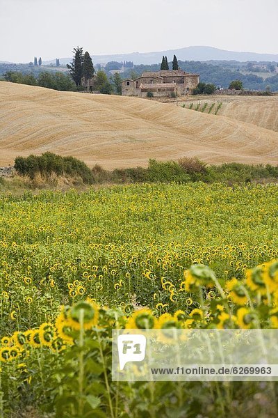 Field of sunflowers in the Tuscan landscape  Tuscany  Italy  Europe