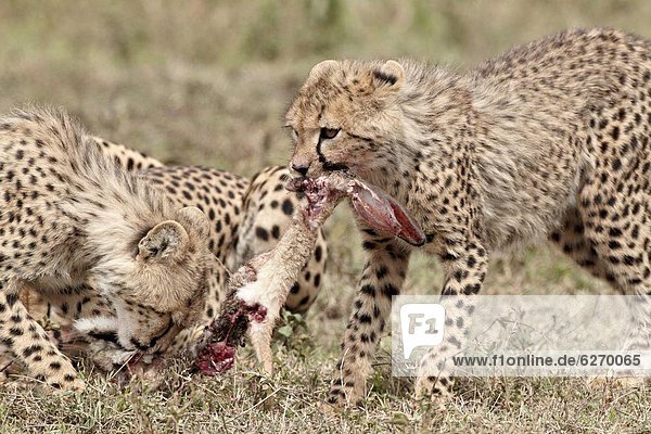 Ostafrika Gepard Acinonyx jubatus töten 2 Jungtier Serengeti Nationalpark Afrika Hase Tansania