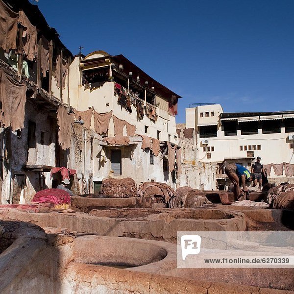 Fez Tannery  Fez  Morocco  North Africa  Africa
