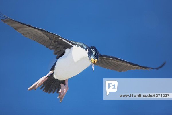 fliegen fliegt fliegend Flug Flüge König - Monarchie Kormoran Falklandinseln Südamerika