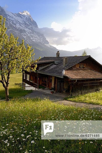 Europa Blume Berg Chalet Wiese Bern Grindelwald Schweiz