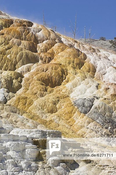 Palette Spring Terrace  Mammoth Hot Springs  Yellowstone 0tio0l Park  UNESCO World Heritage Site  Wyoming  United States of America  North America