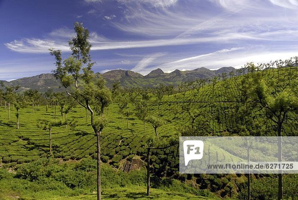 Tea plantations  Devikulam  near Munnar  India  Asia