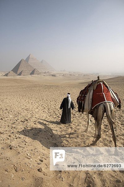 pyramidenförmig  Pyramide  Pyramiden  Nordafrika  Kairo  Hauptstadt  Führung  Anleitung führen  führt  führend  nähern  UNESCO-Welterbe  Afrika  Beduine  Kamel  Ägypten  Gise