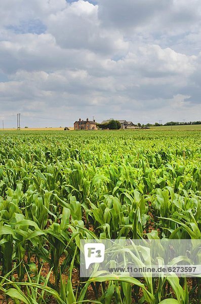 Mais Zuckermais Kukuruz entfernt Bauernhaus Europa Großbritannien Feld England Mais Warwickshire