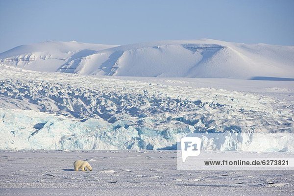 Eisbär  Ursus maritimus  Europa  Norwegen  Spitzbergen  Arktis  Skandinavien  Svalbard