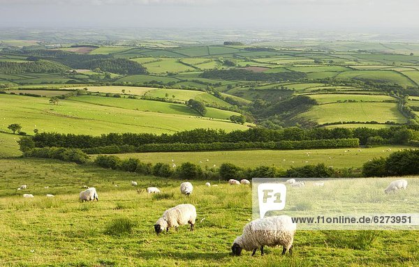 Europa  Großbritannien  Schaf  Ovis aries  Devon  England  grasen
