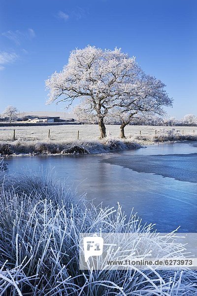 Europa  Winter  Baum  Großbritannien  See  Zeit  Kälte  Frost  England  gefroren