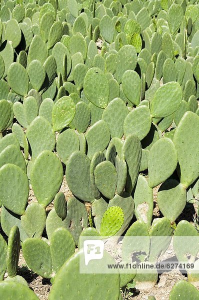 hoch  oben  gebraucht  heben  Produktion  Nordamerika  rot  Mexiko  Käfer  Kaktus  Färbemittel  Oaxaca