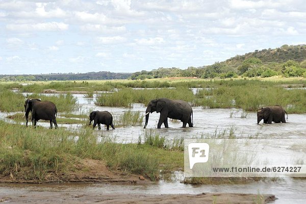 Südliches Afrika  Südafrika  Kruger Nationalpark  Afrika