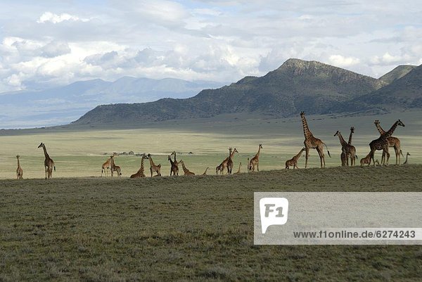 Ngorongoro Conservation Area  UNESCO World Heritage Site  Tansania  Ostafrika  Afrika