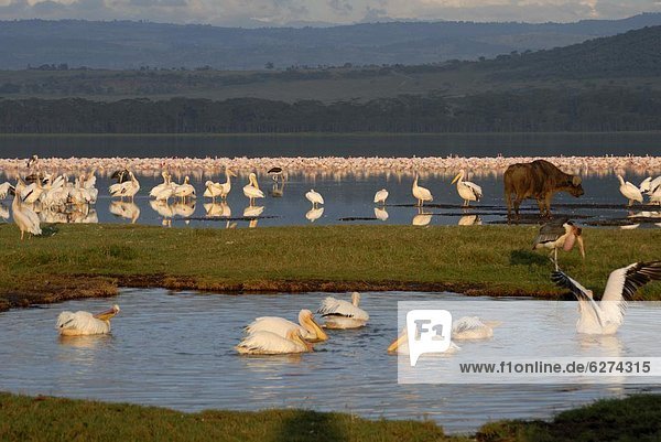 Lake Nakuru Nationalpark  Kenia  Ostafrika  Afrika