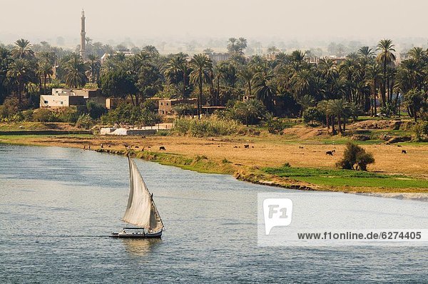 Nordafrika  Afrika  Ägypten  Luxor